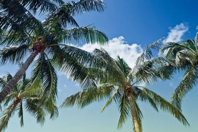 Summer Feeling by Melanie Viola art print