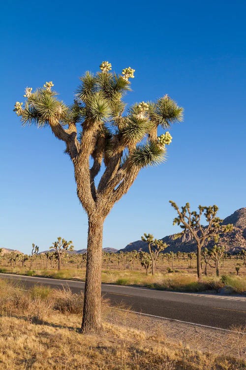 Joshua Tree Next To Park Boulevard