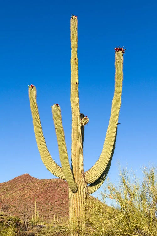 Saguaro National Park Giant Saguaro