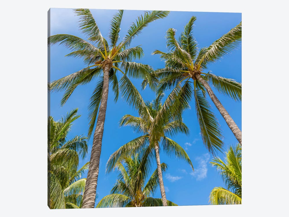 Lovely Palm Trees And Blue Sky by Melanie Viola 1-piece Art Print
