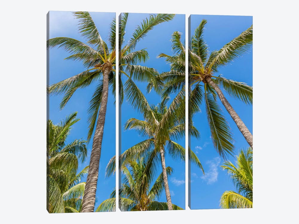 Lovely Palm Trees And Blue Sky by Melanie Viola 3-piece Canvas Art Print