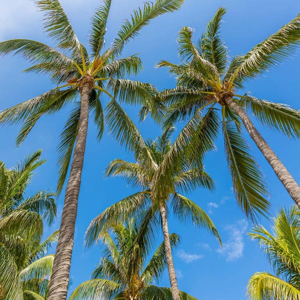Florida Beaches: Lovely Palm Trees And Blue Sky by Melanie Viola