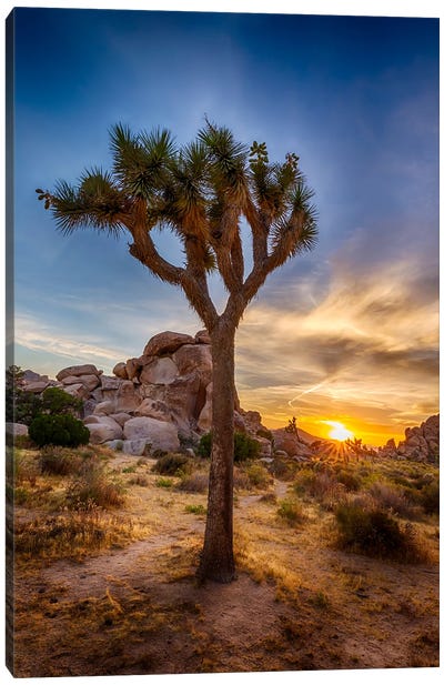 Charming Sunset At Joshua Tree National Park Canvas Art Print - Desert Landscape Photography