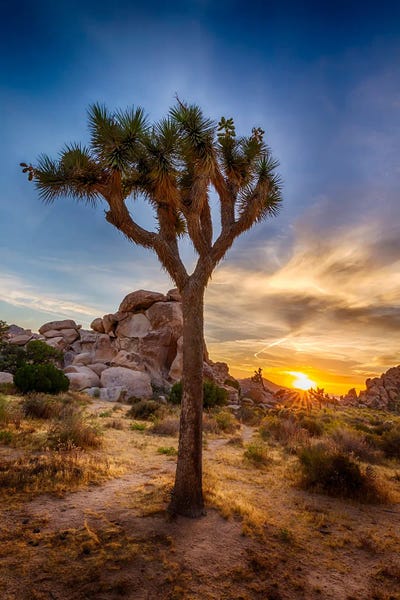 Cacti: Charming Sunset At Joshua Tree National Park by Melanie Viola