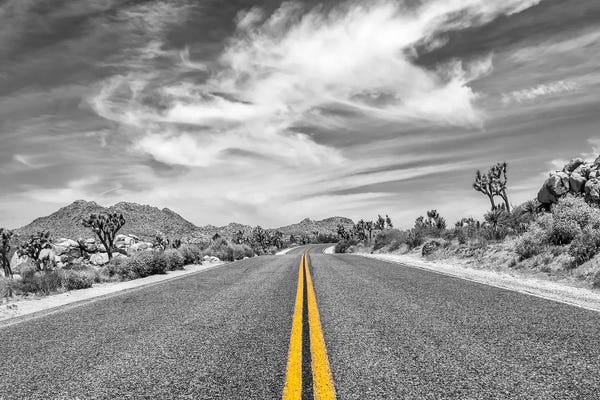 Park Boulevard With Joshua Trees
