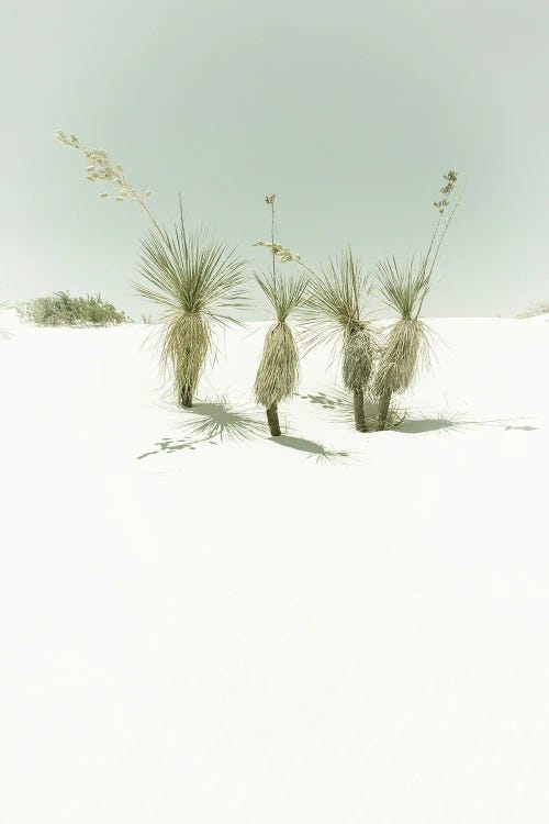 White Sands Idyllic Vintage Scenery