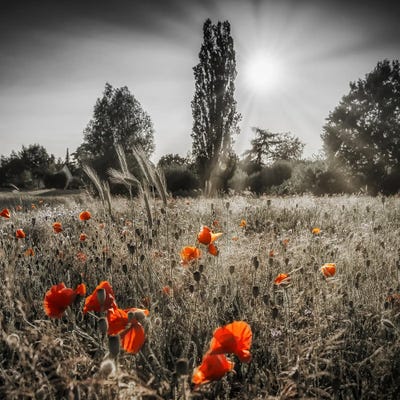 Poppies In Sunshine - Vintage Color Pop by Melanie Viola canvas print