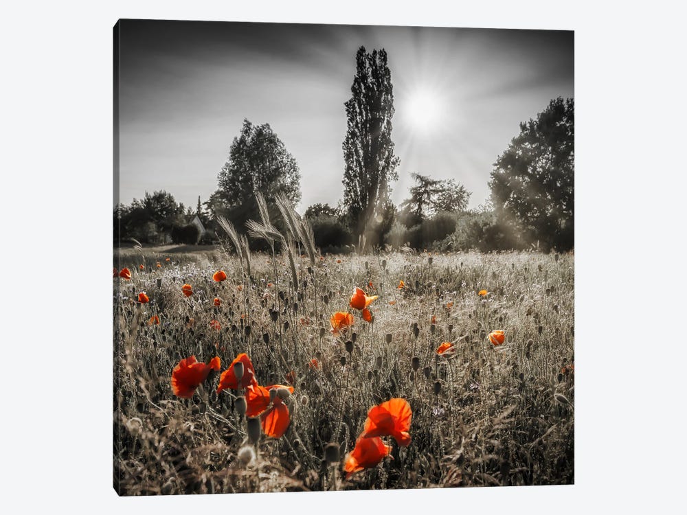 Poppies In Sunshine - Vintage Color Pop by Melanie Viola 1-piece Canvas Wall Art
