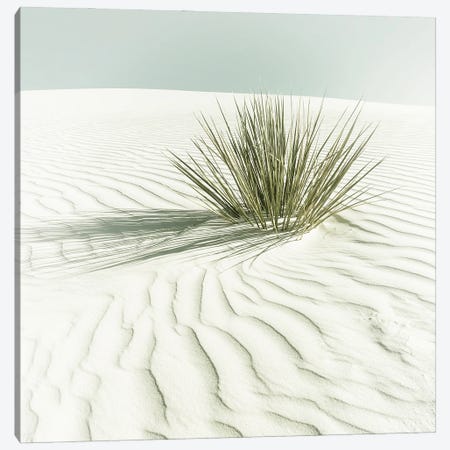 White Sands Minimalist Scenery - Vintage Sqaure Format Canvas Print #MEV1138} by Melanie Viola Canvas Print