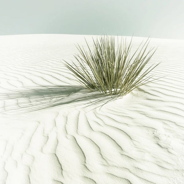 Succulents: White Sands Minimalist Scenery - Vintage Sqaure Format by Melanie Viola