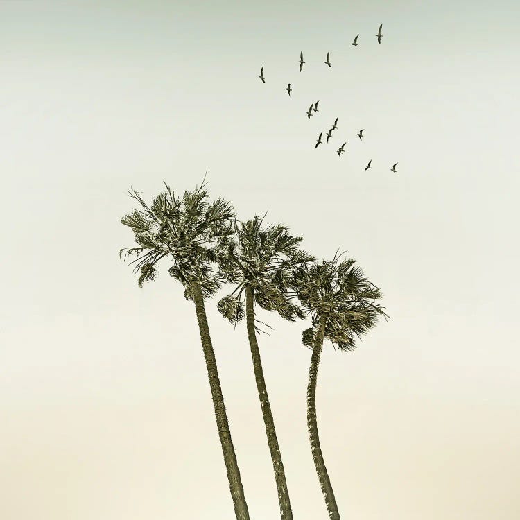 Vintage Palm Trees At Sunset - Sqaure Format