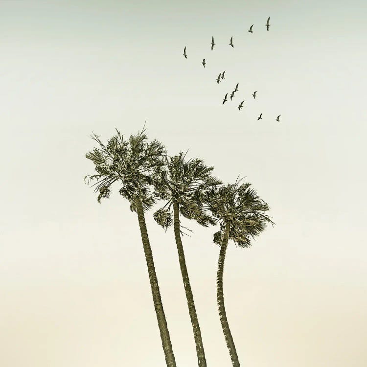 Vintage Palm Trees At Sunset - Sqaure Format by Melanie Viola wall art