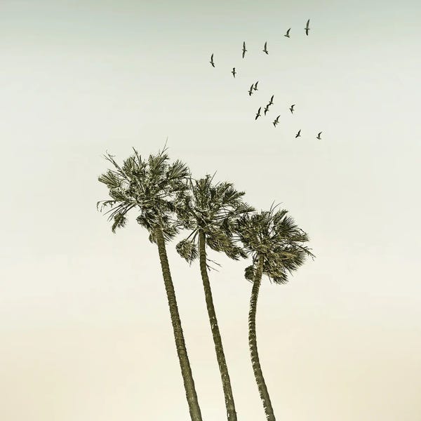 Beach Sunrises & Sunsets: Vintage Palm Trees At Sunset - Sqaure Format by Melanie Viola
