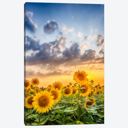 Sunflowers In Sunset Canvas Print #MEV1163} by Melanie Viola Canvas Wall Art