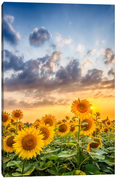 Sunflowers In Sunset Canvas Art Print - Garden & Floral Landscape Art