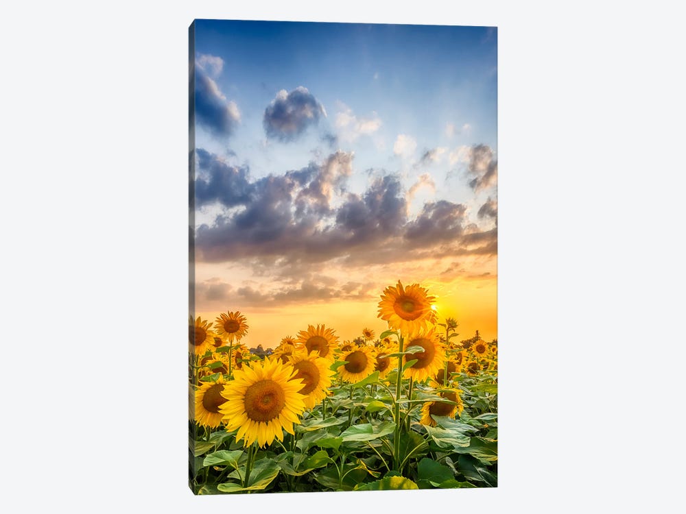Sunflowers In Sunset by Melanie Viola 1-piece Canvas Wall Art