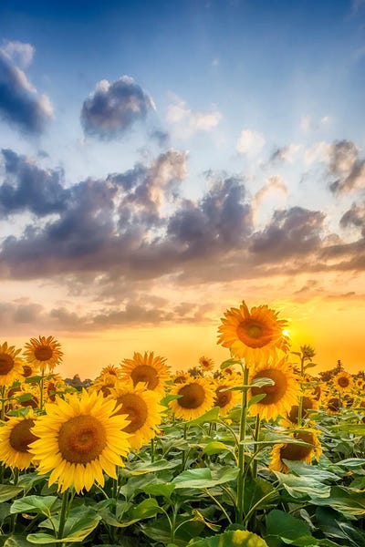 Fine Art Print: Sunflowers In Sunset by Melanie Viola