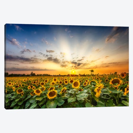 Beautiful Sunflower Field At Sunset Canvas Print #MEV1166} by Melanie Viola Art Print