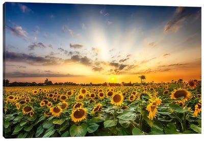 Beautiful Sunflower Field At Sunset Canvas Art Print - Sunrises & Sunsets Scenic Photography