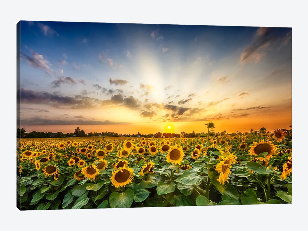Beautiful Sunflower Field At Sunset by Melanie Viola 1-piece Canvas Print