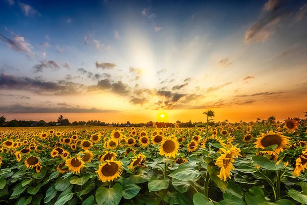 Large Photography - Canvas Prints: Beautiful Sunflower Field At Sunset by Melanie Viola
