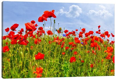 Field With Beautiful Poppies Canvas Art Print - Poppy Art