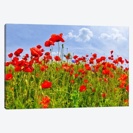 Field With Beautiful Poppies Canvas Print #MEV1175} by Melanie Viola Canvas Wall Art