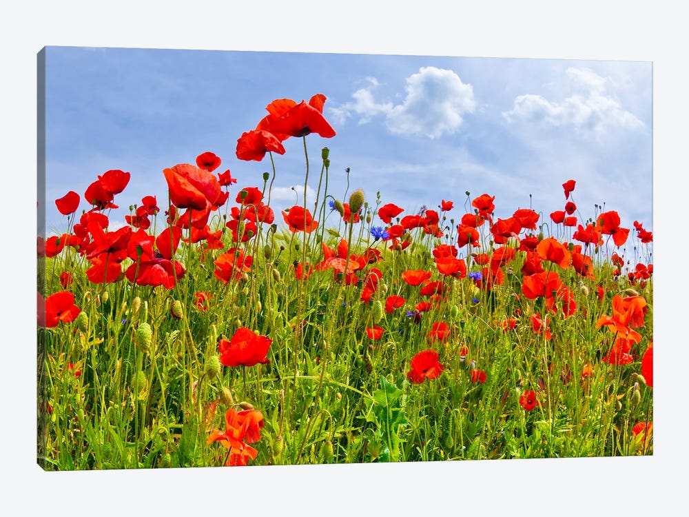Field With Beautiful Poppies by Melanie Viola 1-piece Canvas Print