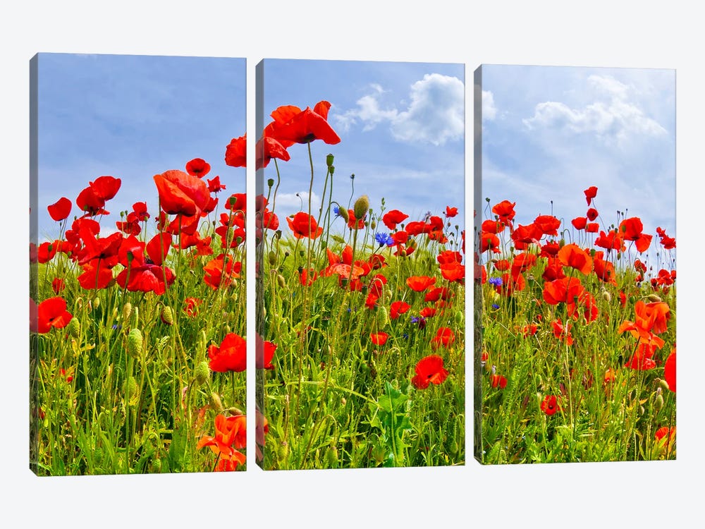 Field With Beautiful Poppies by Melanie Viola 3-piece Art Print