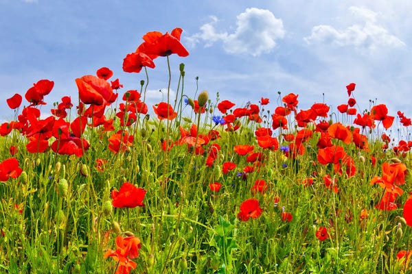 Melanie Viola: Field With Beautiful Poppies by Melanie Viola
