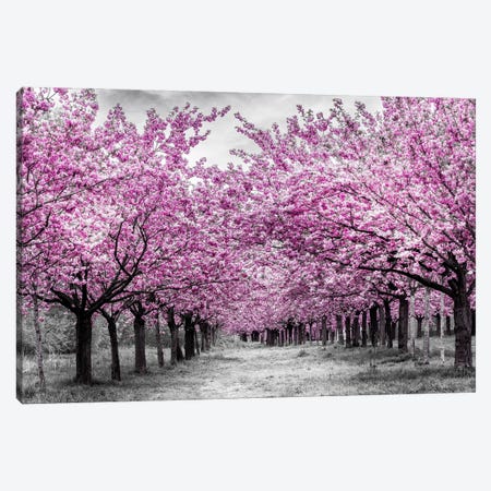 Cherry Trees In Perfect Bloom Canvas Print #MEV1179} by Melanie Viola Art Print