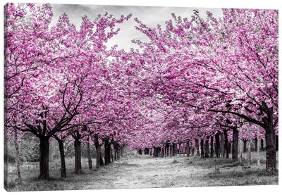 Cherry Trees In Perfect Bloom Canvas Art Print - Cherry Tree Art