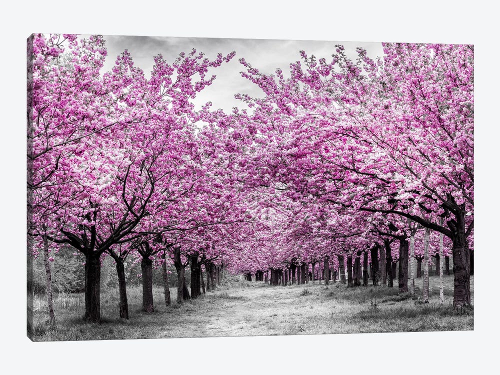 Cherry Trees In Perfect Bloom by Melanie Viola 1-piece Canvas Print