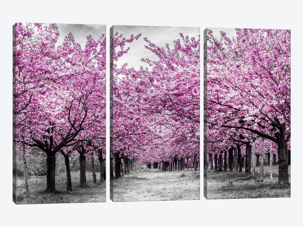 Cherry Trees In Perfect Bloom by Melanie Viola 3-piece Art Print