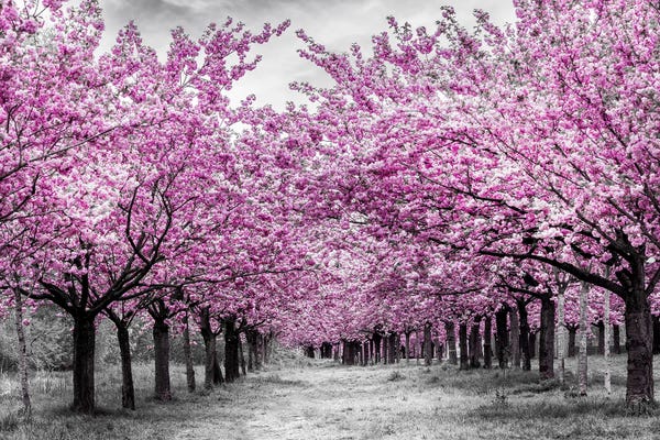 Spring: Cherry Trees In Perfect Bloom by Melanie Viola