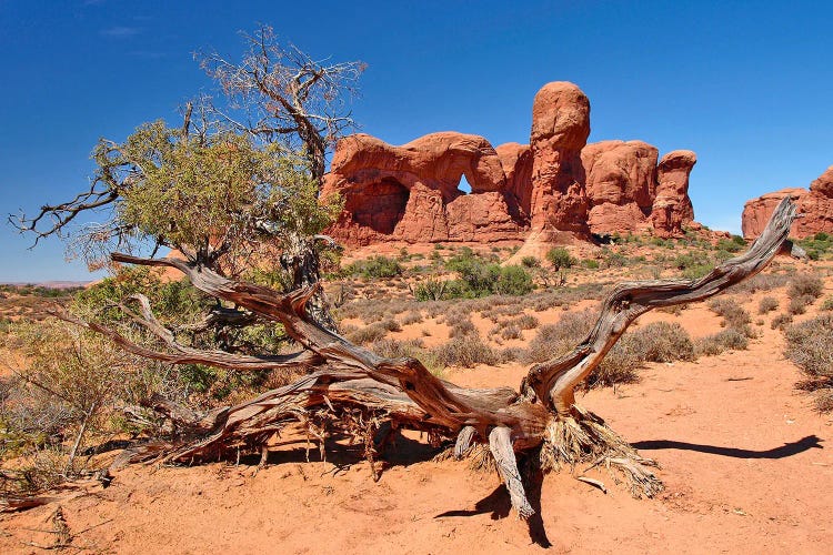 Arches National Park Parade Of Elephants