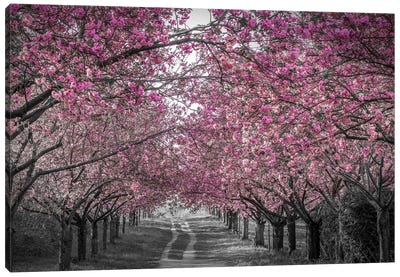 Lovely Cherry Blossom Alley In Pink Canvas Art Print - 3-Piece Urban Art