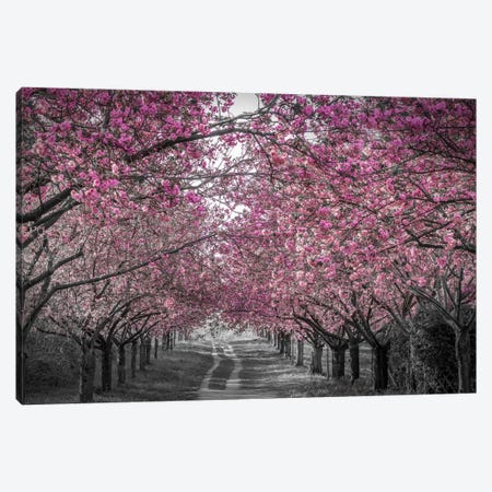 Lovely Cherry Blossom Alley In Pink Canvas Print #MEV1226} by Melanie Viola Canvas Artwork