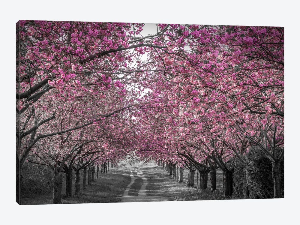 Lovely Cherry Blossom Alley In Pink by Melanie Viola 1-piece Canvas Print