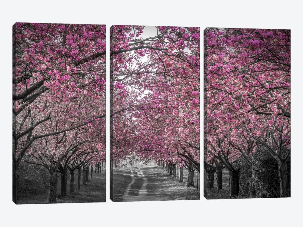 Lovely Cherry Blossom Alley In Pink by Melanie Viola 3-piece Canvas Print