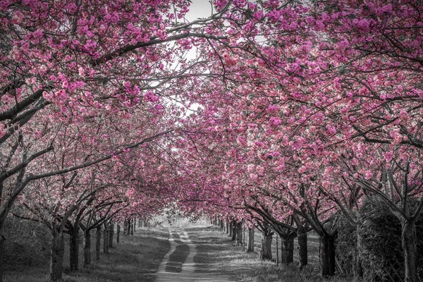 Cherry Trees: Lovely Cherry Blossom Alley In Pink by Melanie Viola