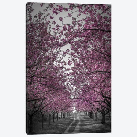 Amazing Cherry Blossom Alley In Pink Canvas Print #MEV1227} by Melanie Viola Canvas Artwork