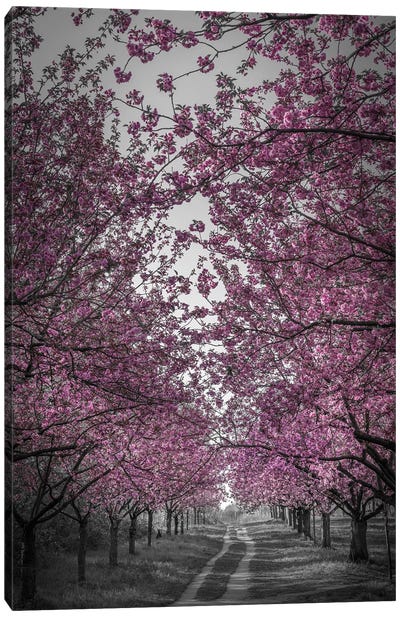 Amazing Cherry Blossom Alley In Pink Canvas Art Print - Melanie Viola