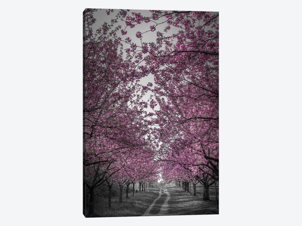 Amazing Cherry Blossom Alley In Pink by Melanie Viola 1-piece Canvas Wall Art