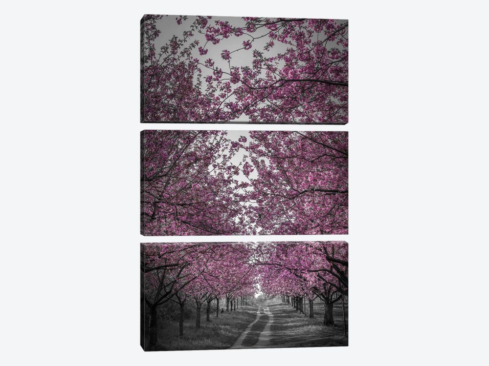Amazing Cherry Blossom Alley In Pink by Melanie Viola 3-piece Canvas Art