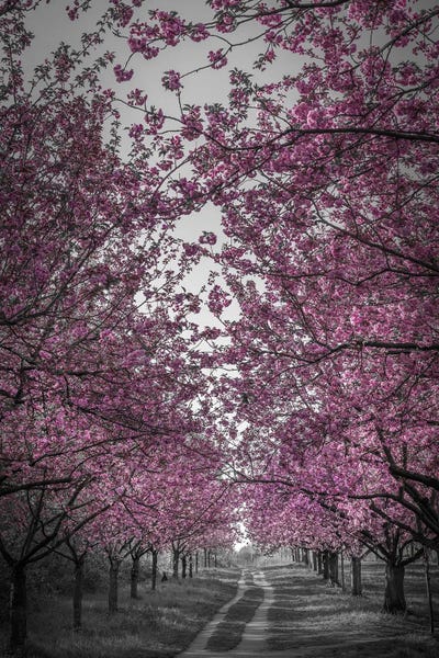 Cherry Trees: Amazing Cherry Blossom Alley In Pink by Melanie Viola