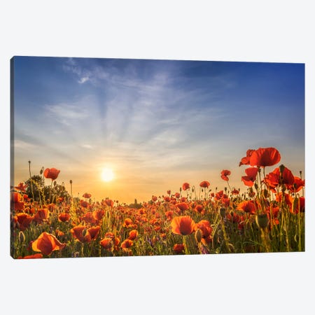 Poppy Field In Sunset Canvas Print #MEV1229} by Melanie Viola Canvas Print