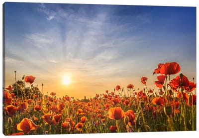 Poppy Field In Sunset Canvas Art Print - Melanie Viola
