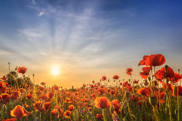 Poppies: Poppy Field In Sunset by Melanie Viola