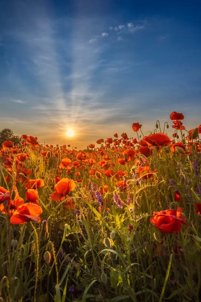 Lovely Sunset In A Poppy Field by Melanie Viola canvas print